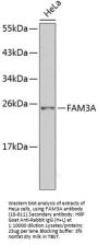FAM3A Antibody