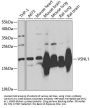VSNL1 Antibody