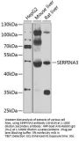 SERPINA3 Antibody