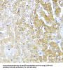 SERPINA3 Antibody