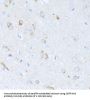 SERPINA3 Antibody