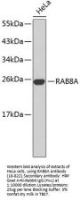 RAB8A Antibody