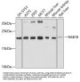 RAB18 Antibody