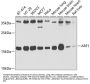ARF1 Antibody