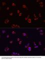 ARF1 Antibody