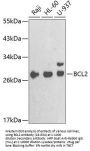 Bcl2 Antibody