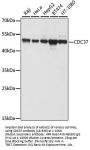 CDC37 Antibody