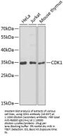 CDK1 Antibody