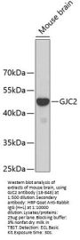 GJC2 Antibody