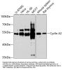 Cyclin A2 Antibody
