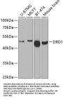 DRD1 Antibody
