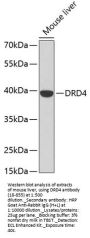 DRD4 Antibody