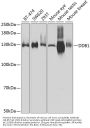 DDB1 Antibody