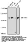 DNMT3B Antibody