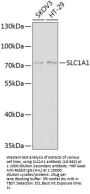 SLC1A1 Antibody
