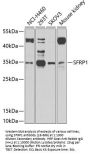 SFRP1 Antibody