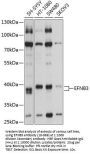 EFNB3 Antibody