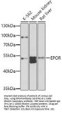 EPOR Antibody
