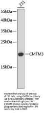 CMTM3 Antibody