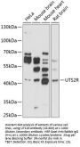 UTS2R Antibody