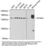 KCNH2 Antibody