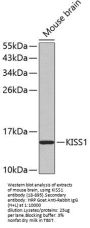 KISS1 Antibody