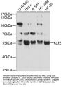 KLF5 Antibody