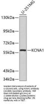 KCNA1 Antibody