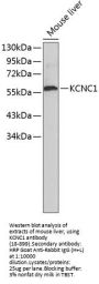 KCNC1 Antibody