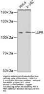 LEPR Antibody