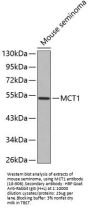MCT1 Antibody