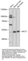 MCT1 Antibody