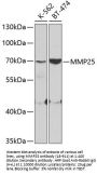 MMP25 Antibody