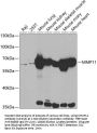 MMP11 Antibody