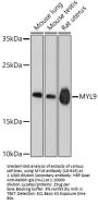 MYL9 Antibody