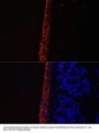 MYL9 Antibody