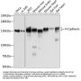 N Cadherin Antibody, KO Validated