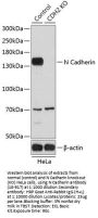 N Cadherin Antibody, KO Validated