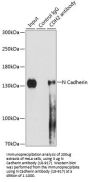 N Cadherin Antibody, KO Validated
