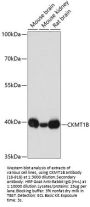 CKMT1B Antibody