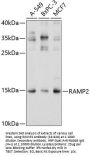 RAMP2 Antibody