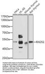 RAD52 Antibody