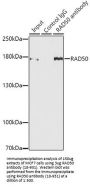 RAD50 Antibody