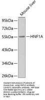 HNF1A Antibody
