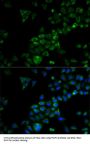 TRAF3 Antibody
