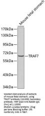 TRAF7 Antibody