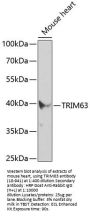TRIM63 Antibody