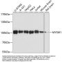 MYSM1 Antibody