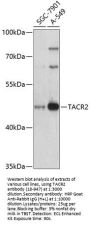 TACR2 Antibody