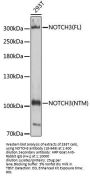 NOTCH3 Antibody